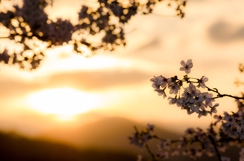 夕桜