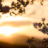 夕桜