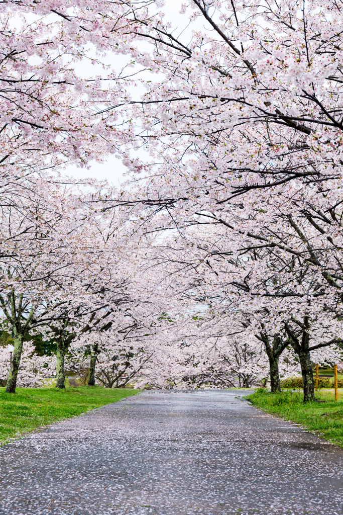 桜のアーケード