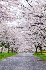 桜のアーケード