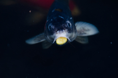 食す