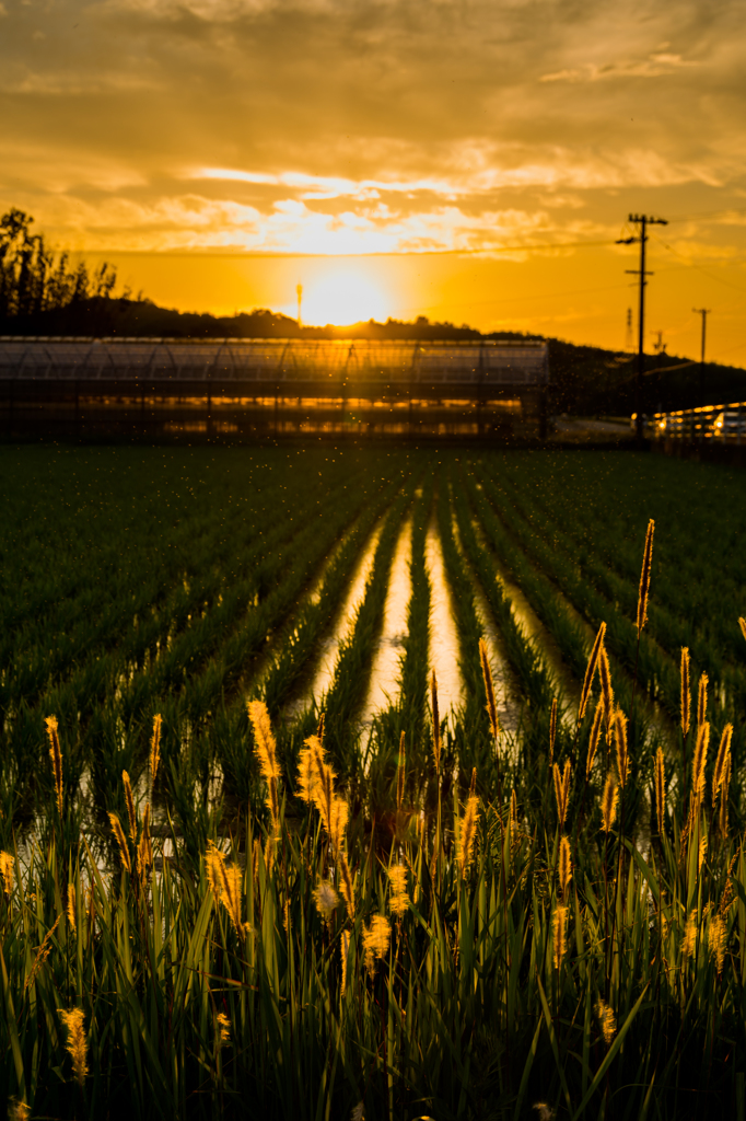 夕日に染まる田園