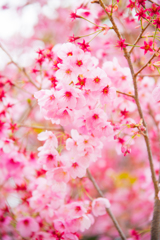 桜色
