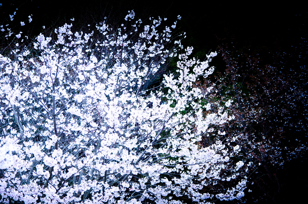 静闇華花