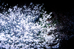 静闇華花