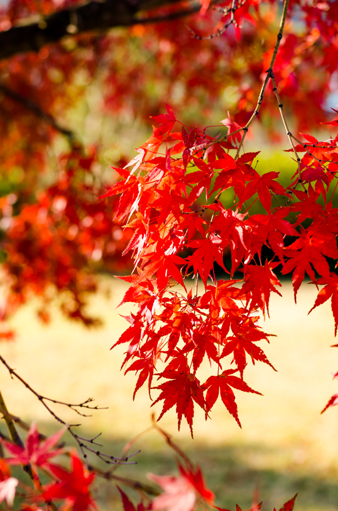 紅葉キャンディー