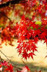 紅葉キャンディー
