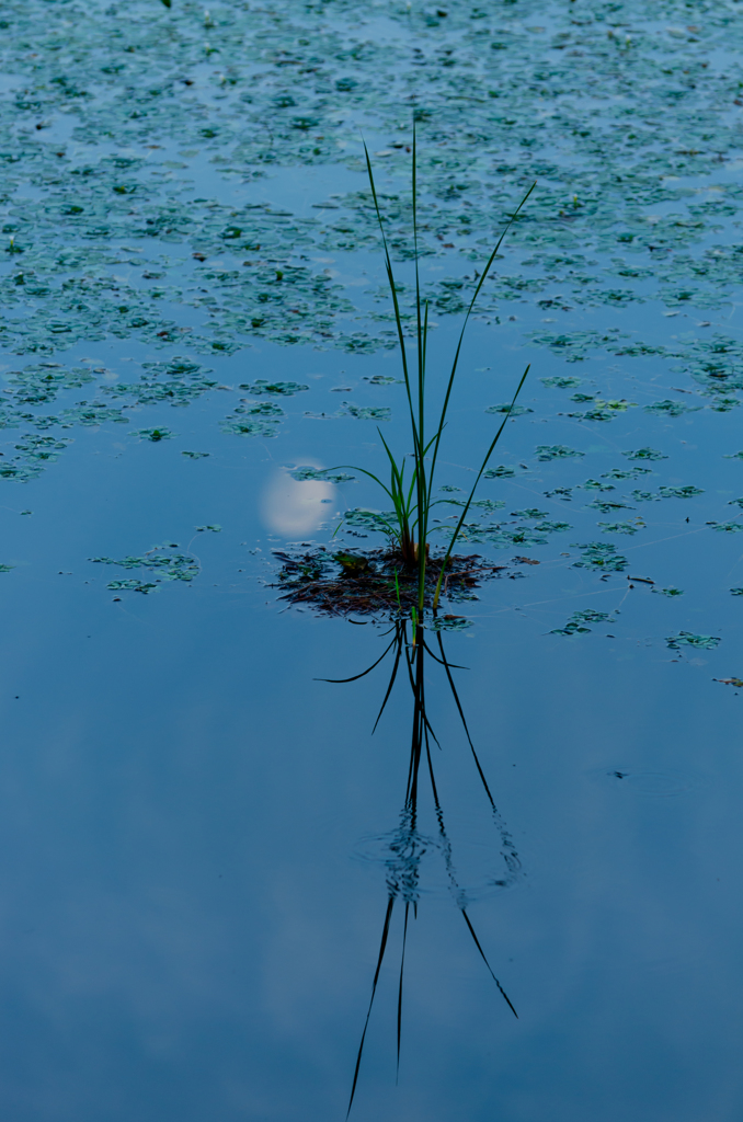 水草と月