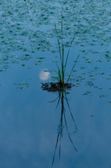 水草と月