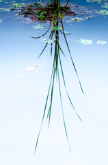 水面の草