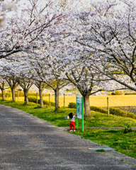 桜と子供