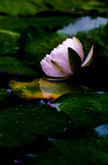 雨中蓮