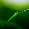 朝露のアクセサリー