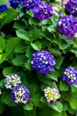 都会の紫陽花