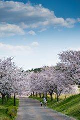 桜の下の親子