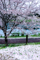 桜雪