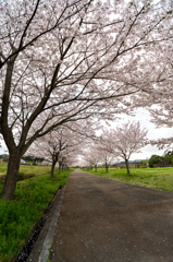 公園の桜並木
