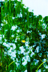 水草と枯葉