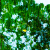 水草と枯葉