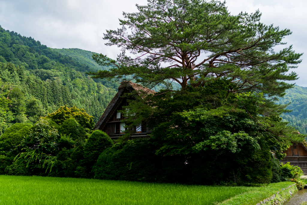 夏の白川郷