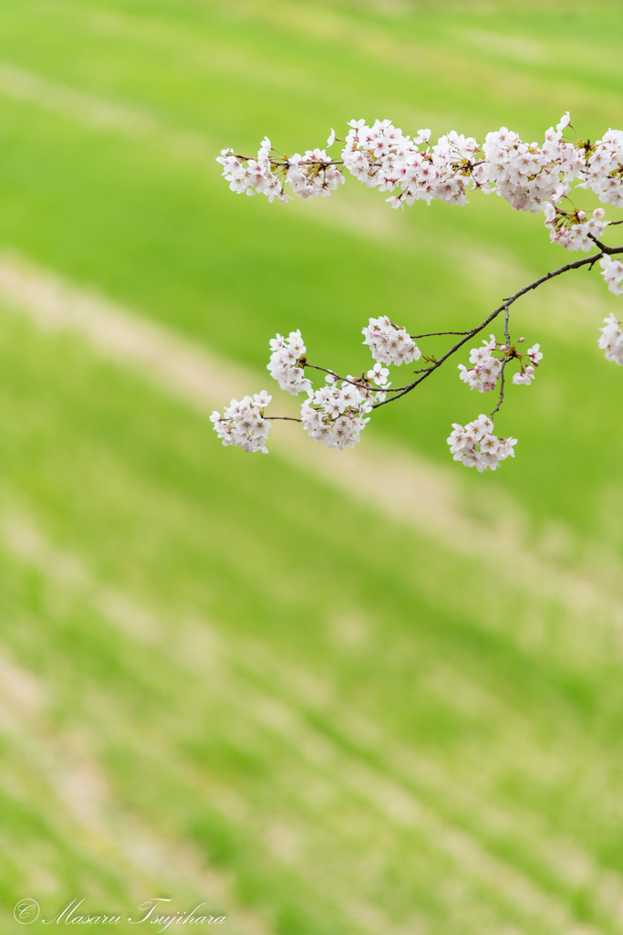 麦畑と桜