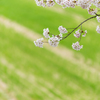 麦畑と桜