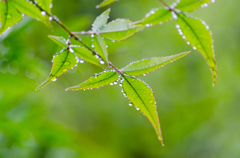 小雨に濡れて