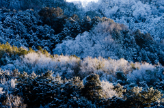雪のベール