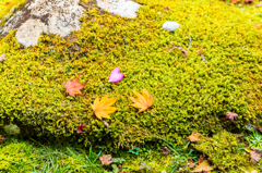 苔むす上で