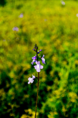見下ろす花