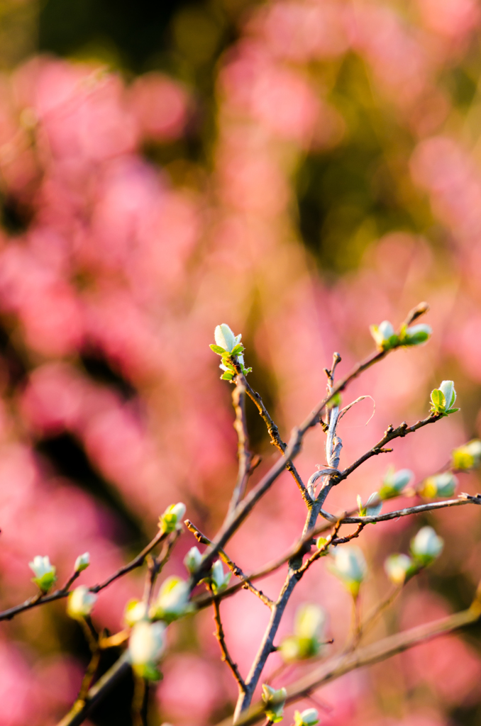 春の芽吹き