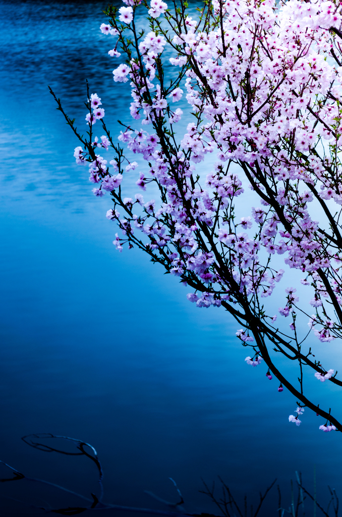 青沈浮華