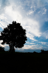 公園の樹と空
