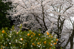 金冠と桜