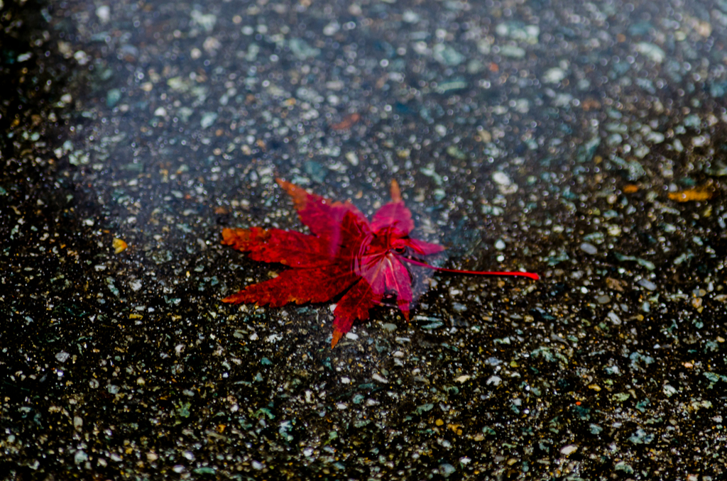 水浸紅葉
