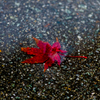 水浸紅葉