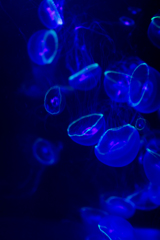 異生物