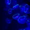 異生物