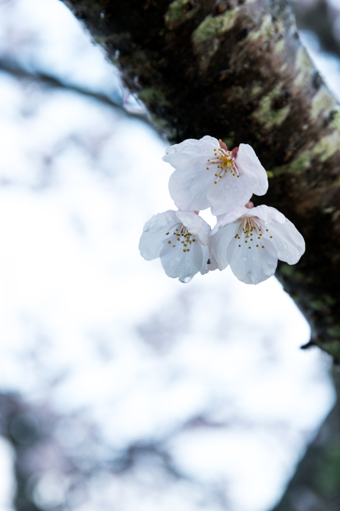 雨に濡れて