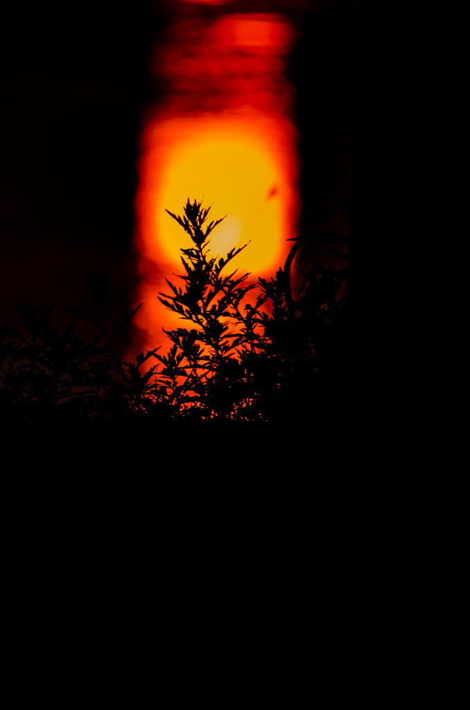 夕日と雑草