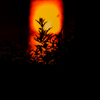 夕日と雑草