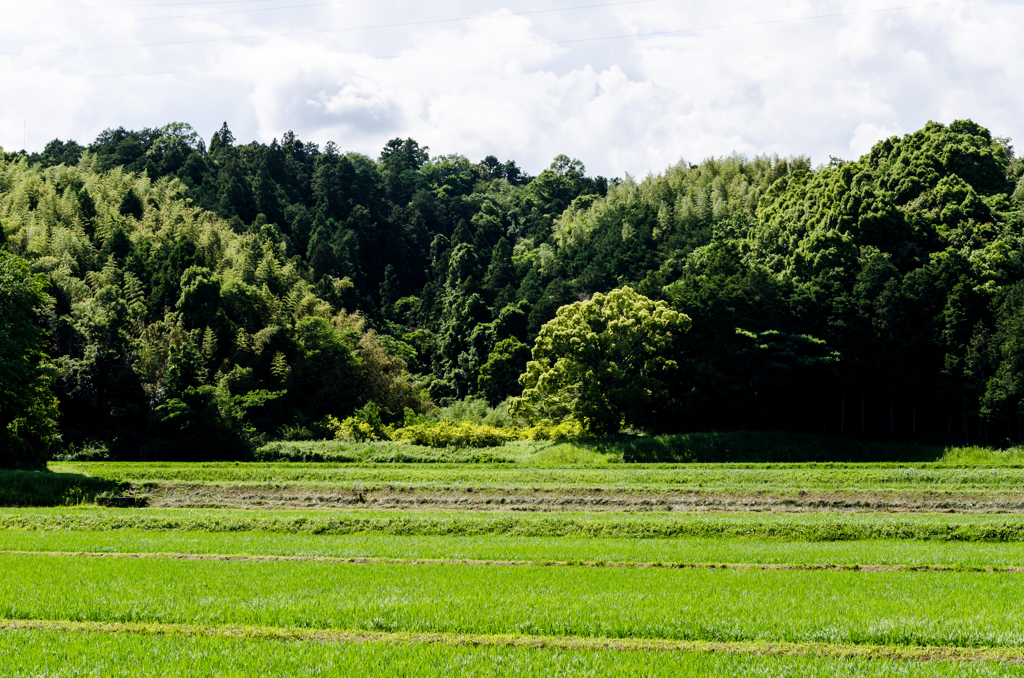 田園風景