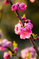 淡夕照花