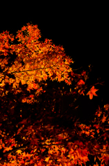 夜浮紅