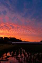 夕暮れと田圃