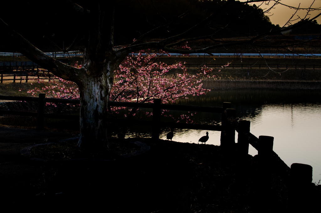 沈光照桜
