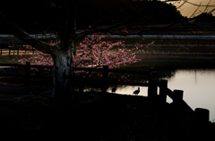 沈光照桜