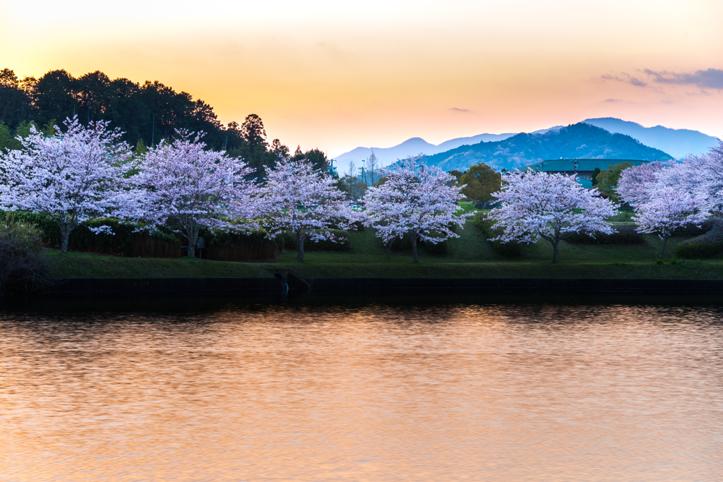 夕暮れの光に