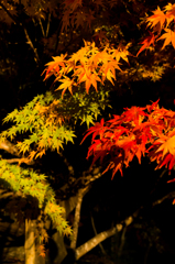 三色紅葉