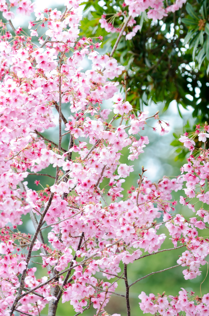 四つ角の桜